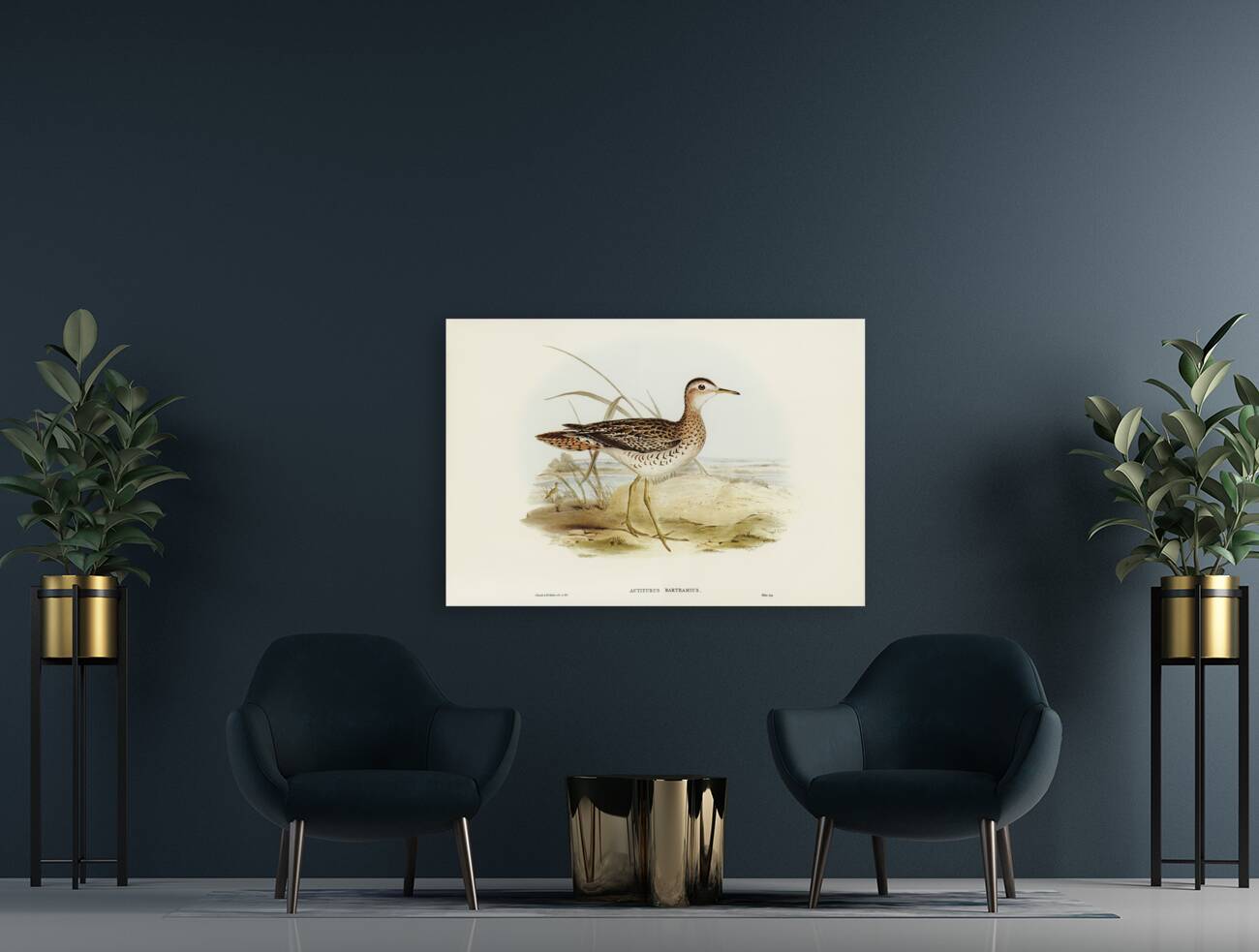 Bartrams Sandpiper Actiturus Bartramius illustrated by Elizabeth Gould 1804–1841 for John Gould’s 1804-1881 Birds of Australia  Reproduction