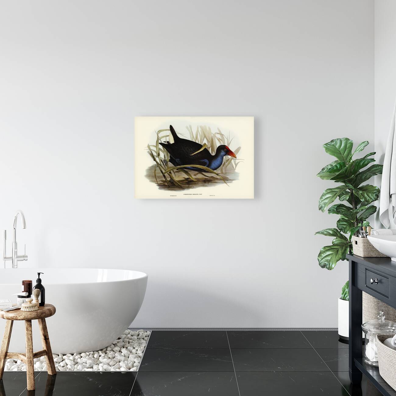 Zure-breasted Porphyrio Porphyrio bellus illustrated by Elizabeth Gould 1804–1841 for John Gould’s 1804-1881 Birds of Australia  Reproduction