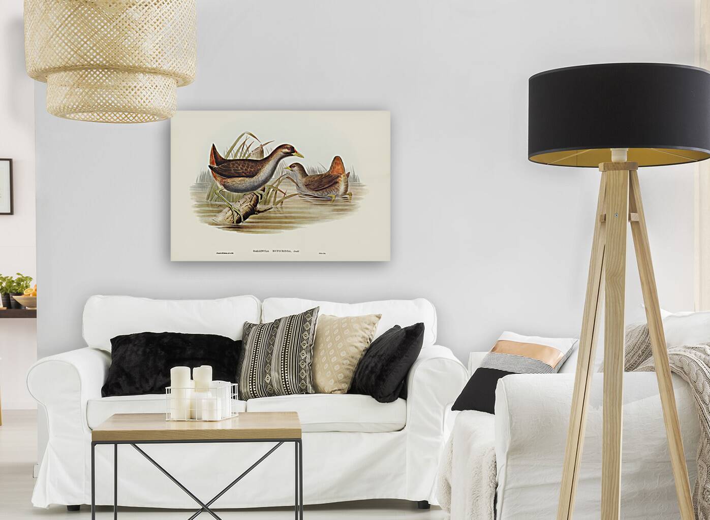 Rufous-vented Gallinule Gallinula ruficrissa illustrated by Elizabeth Gould 1804–1841 for John Gould’s 1804-1881 Birds of Australia  Reproduction