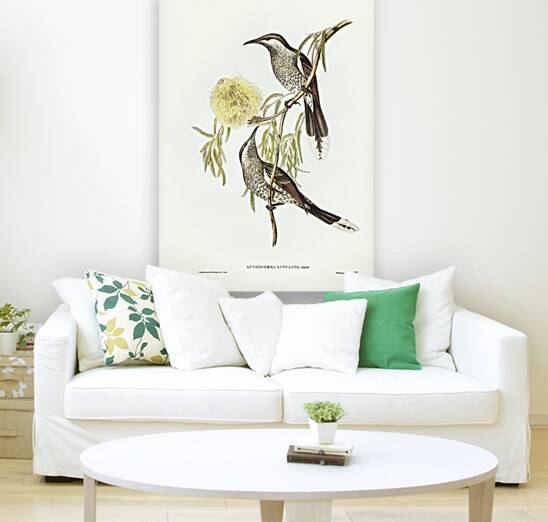 Lunulated Wattle Bird Anthochaera lunulata illustrated by Elizabeth Gould 1804–1841 for John Gould’s 1804-1881 Birds of Australia  Reproduction