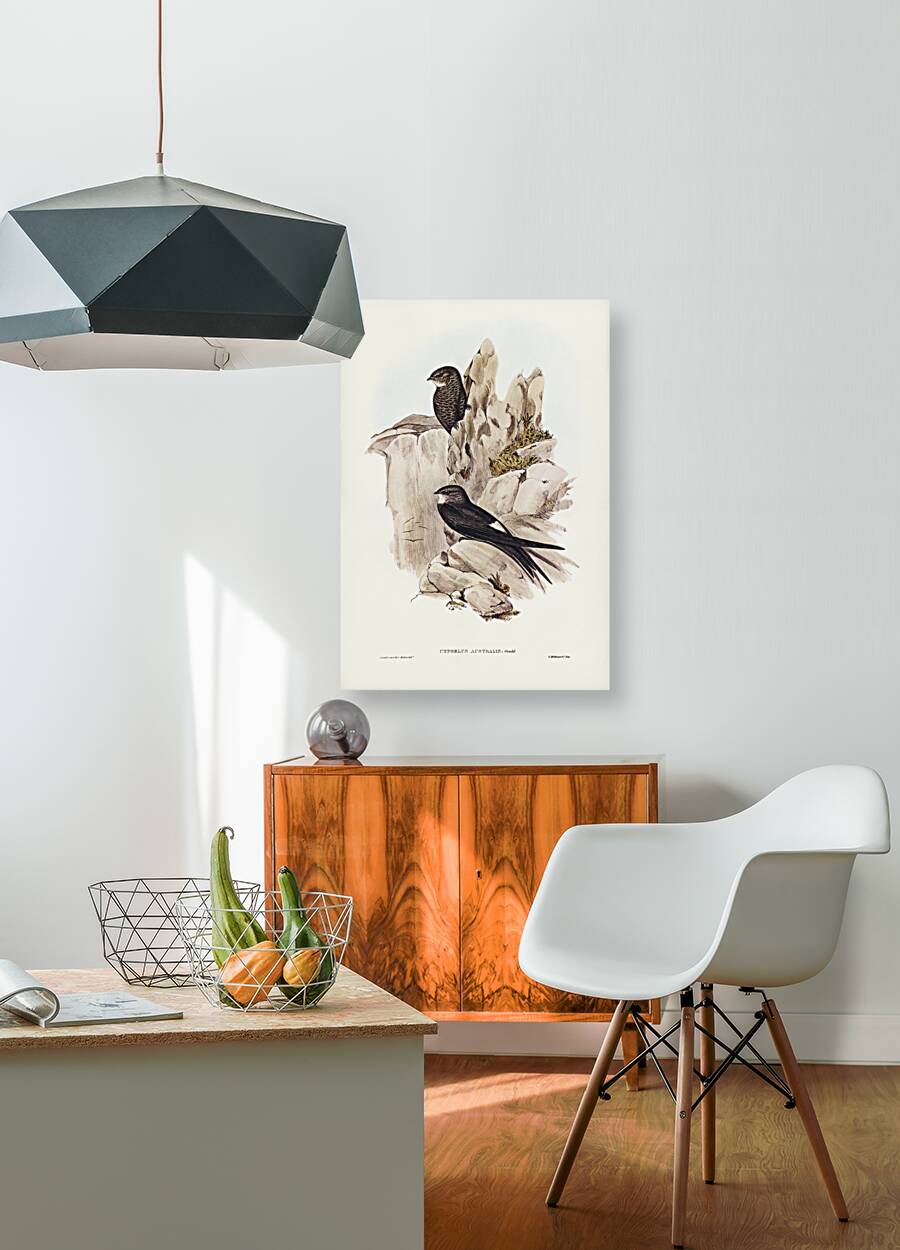 Australian Swift Cypselus Australis illustrated by Elizabeth Gould 1804–1841 for John Gould’s 1804-1881 Birds of Australia  Reproduction