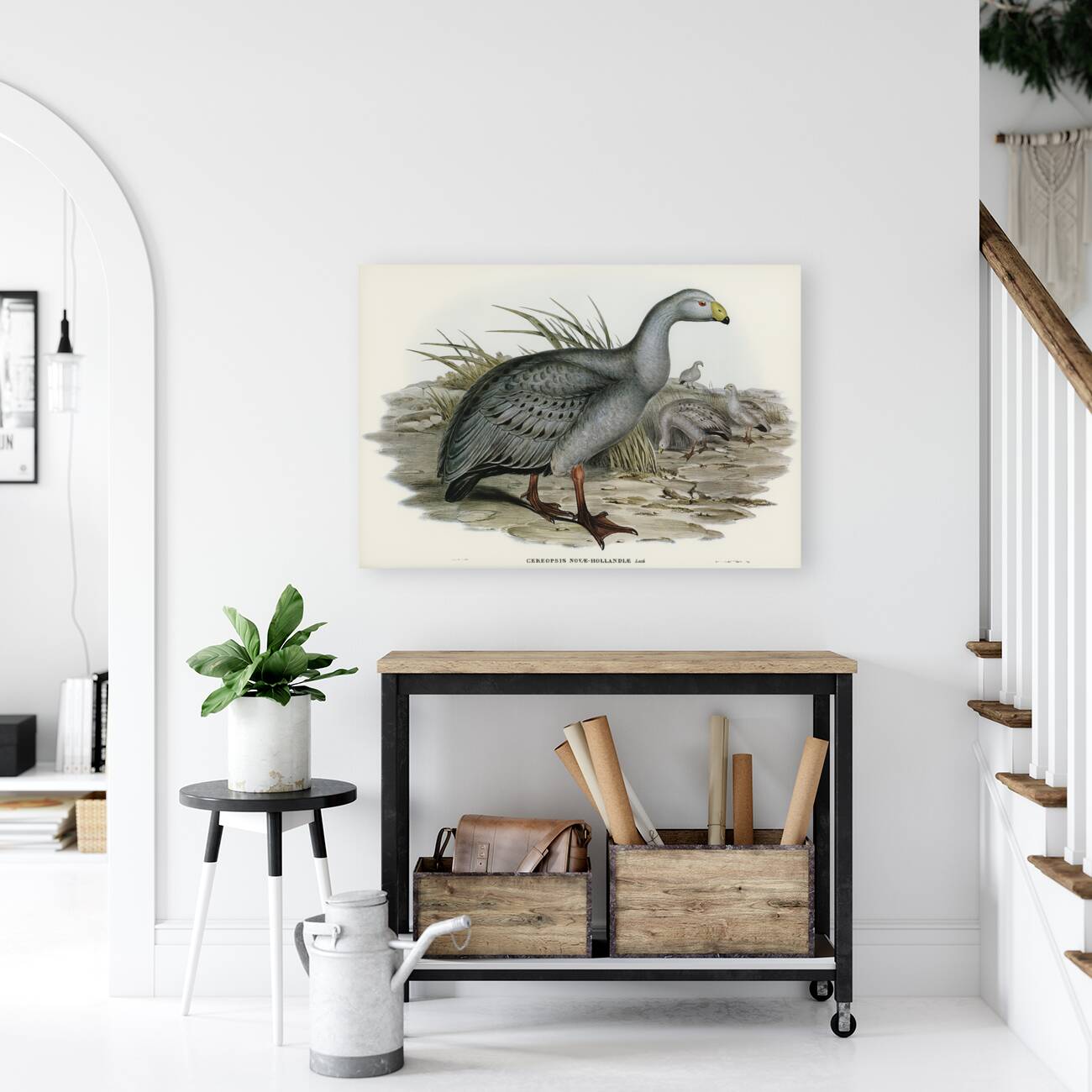 Cereopsis Goose Cereopsis Novae-Hollandiae illustrated by Elizabeth Gould 1804–1841 for John Gould’s 1804-1881 Birds of Australia  Reproduction