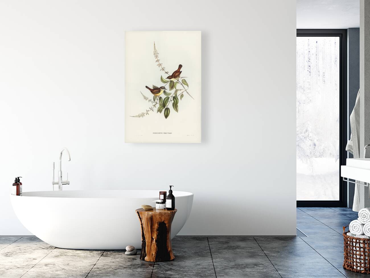 White-fronted Sericornis Sericornis frontalis illustrated by Elizabeth Gould 1804–1841 for John Gould’s 1804-1881 Birds of Australia  Reproduction