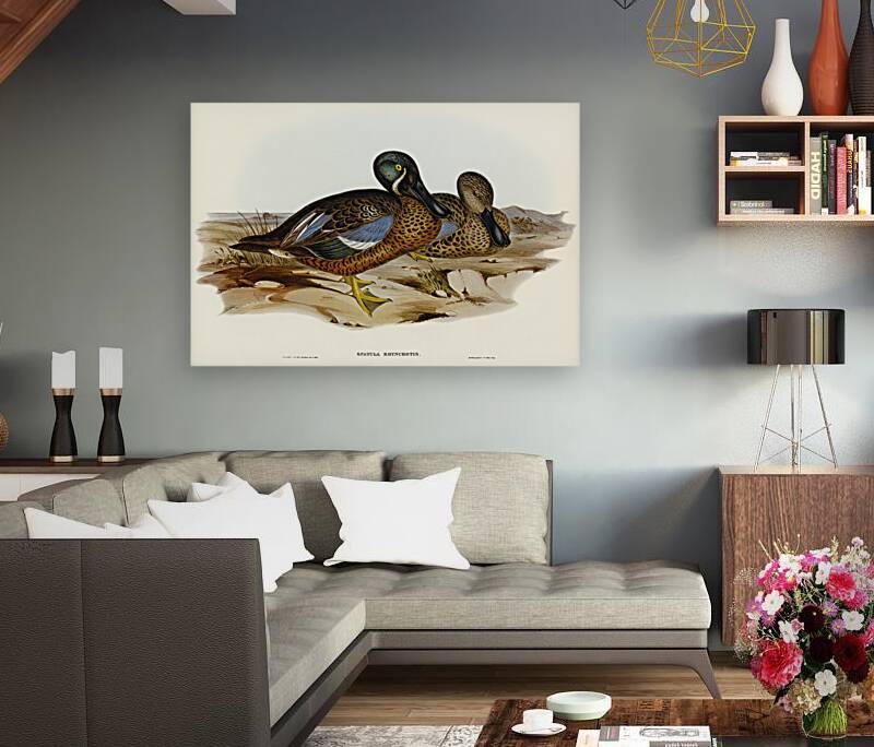 Australian Shoveller Spatula Rhynchotis illustrated by Elizabeth Gould 1804–1841 for John Gould’s 1804-1881 Birds of Australia  Reproduction