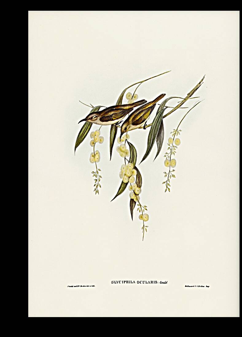 Brown Honey-eater Glyciphila ocularis illustrated by Elizabeth Gould 1804–1841 for John Gould’s 1804-1881 Birds of Australia  Reproduction