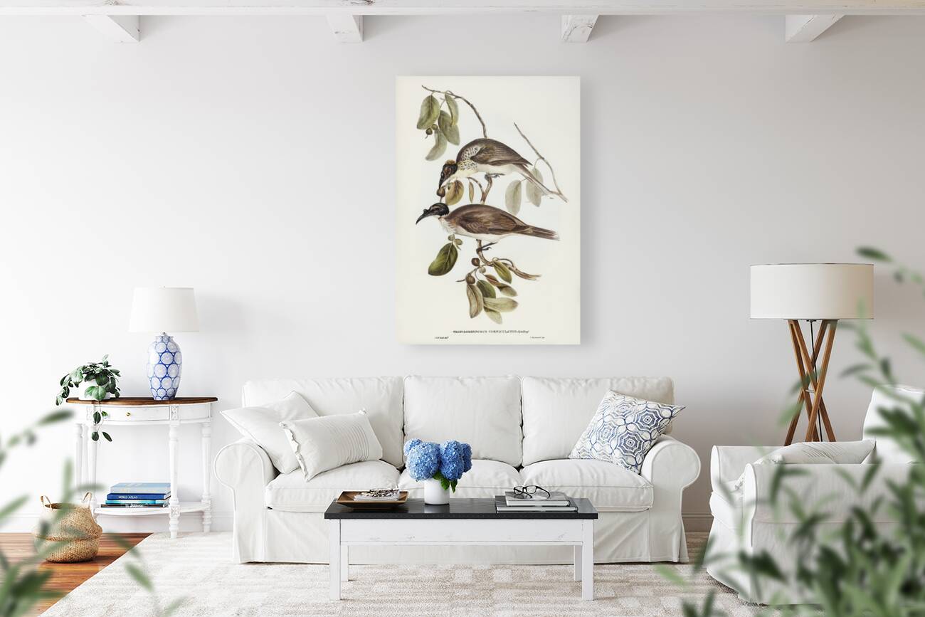 Friar Bird Tropidorhynchus corniculatus illustrated by Elizabeth Gould 1804–1841 for John Gould’s 1804-1881 Birds of Australia  Reproduction