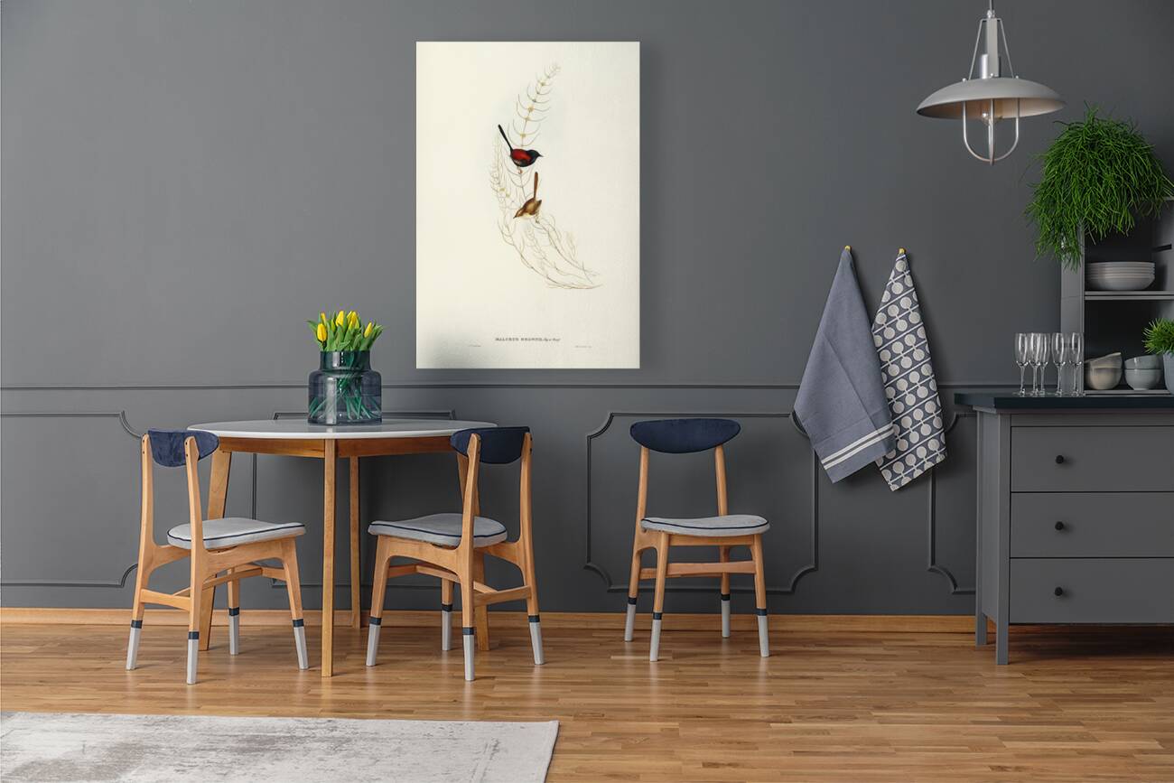 Brown’s Wren alurus Brownii illustrated by Elizabeth Gould 1804–1841 for John Gould’s 1804-1881 Birds of Australia  Reproduction