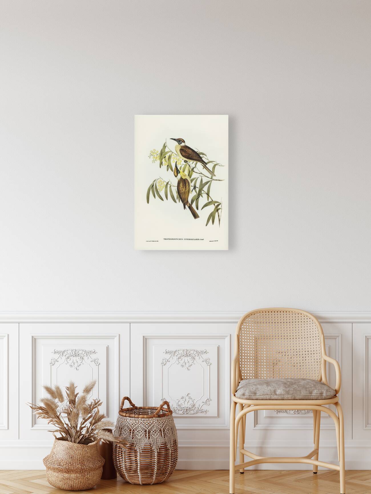 Yellow-throated Friar Bird Tropidorhynchus citreogularis illustrated by Elizabeth Gould 1804–1841 for John Gould’s 1804-1881 Birds of Australia  Reproduction