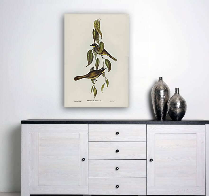 Yellow-throated Honey-eater Ptilotis flavigula illustrated by Elizabeth Gould 1804–1841 for John Gould’s 1804-1881 Birds of Australia  Reproduction