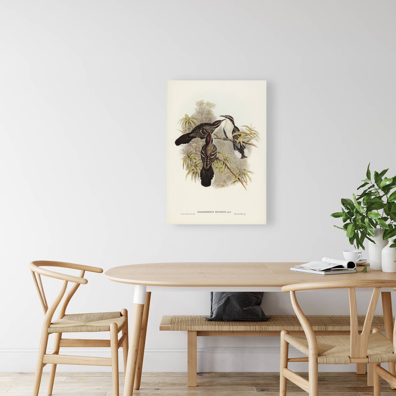 Chestnut-crowned Pomatorhinus Pomatorhinus ruficeps illustrated by Elizabeth Gould 1804–1841 for John Gould’s 1804-1881 Birds of Australia  Reproduction