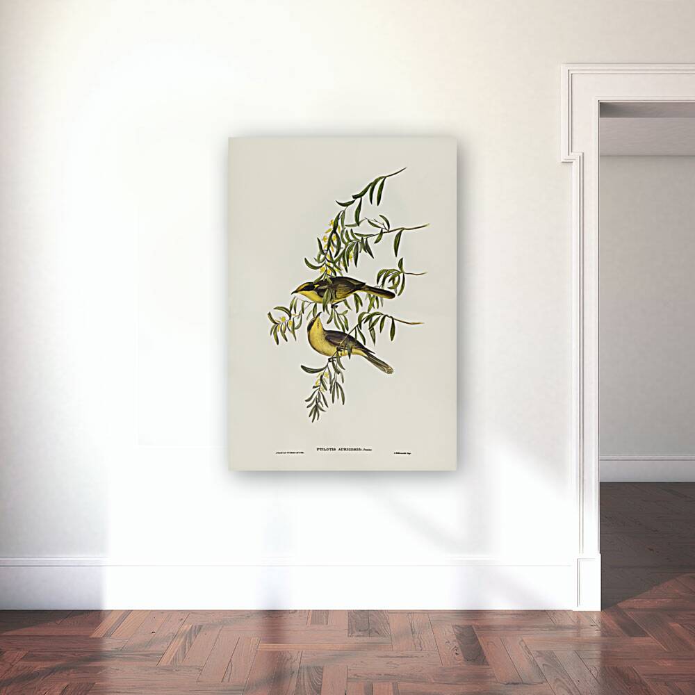 Yellow-tufted Honey-eater Ptilotis auricomis illustrated by Elizabeth Gould 1804–1841 for John Gould’s 1804-1881 Birds of Australia  Reproduction