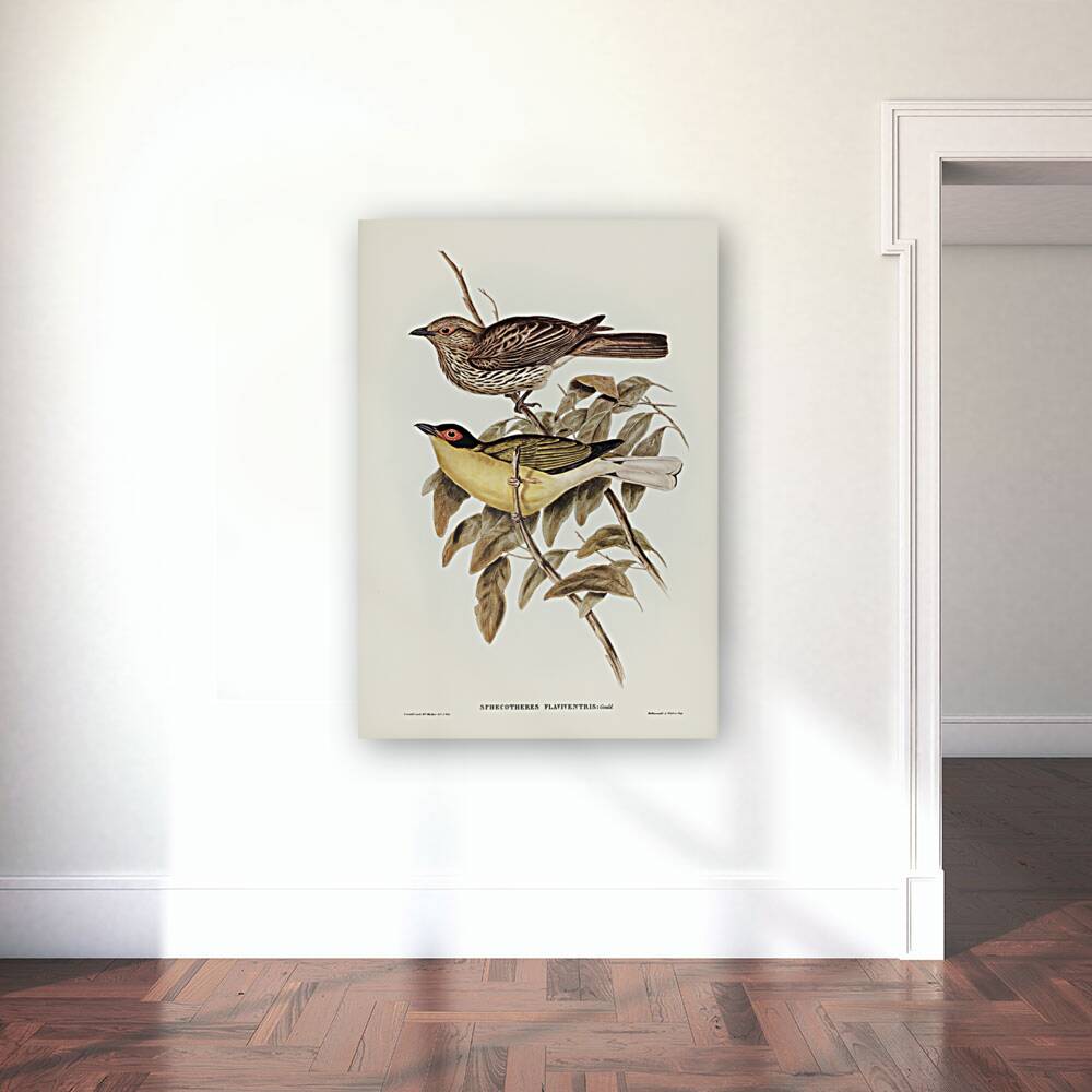 Yellow-bellied Sphecotheres Sphecotheres flaviventris illustrated by Elizabeth Gould 1804–1841 for John Gould’s 1804-1881 Birds of Australia  Reproduction