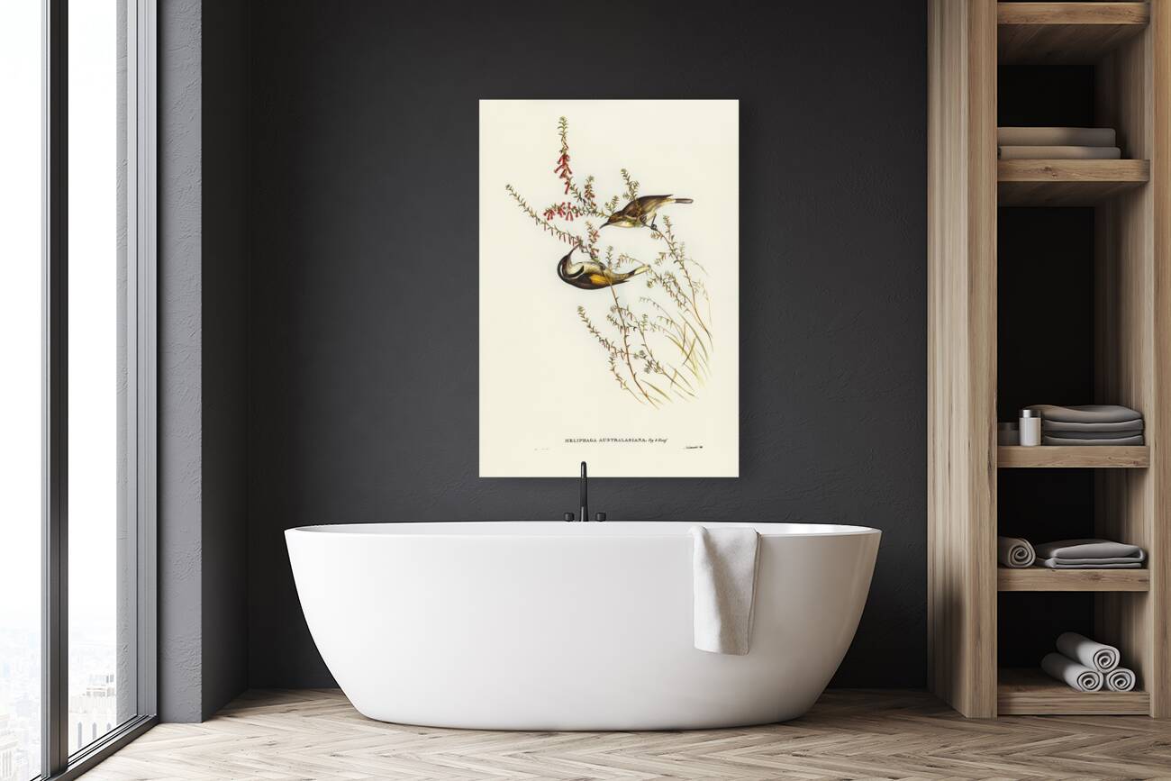 Tasmanian Honey-eater Meliphaga Australasiana illustrated by Elizabeth Gould 1804–1841 for John Gould’s 1804-1881 Birds of Australia  Reproduction