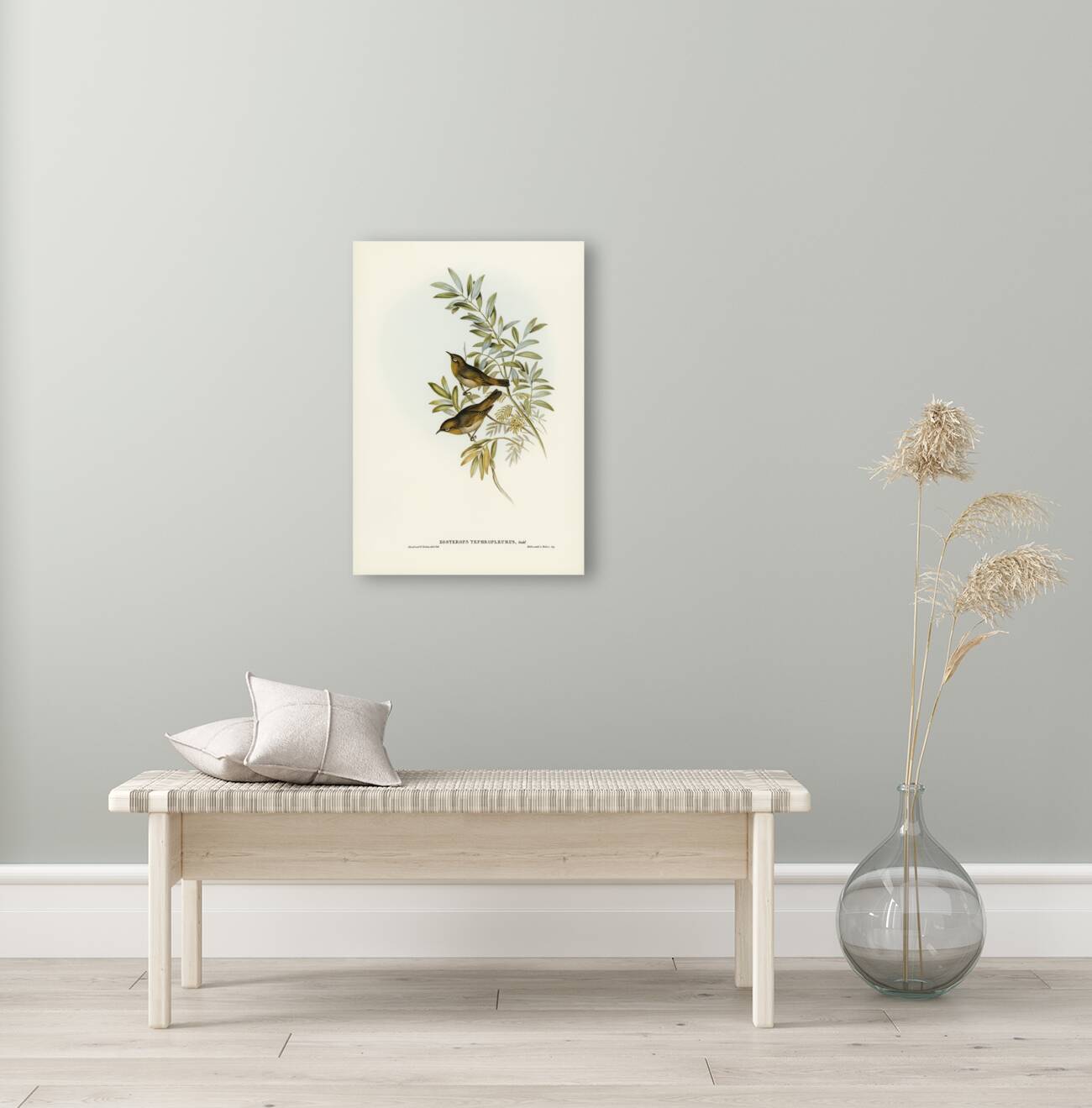 Grey-breasted Zosterops Zosterops tephropleurus illustrated by Elizabeth Gould 1804–1841 for John Gould’s 1804-1881 Birds of Australia  Reproduction