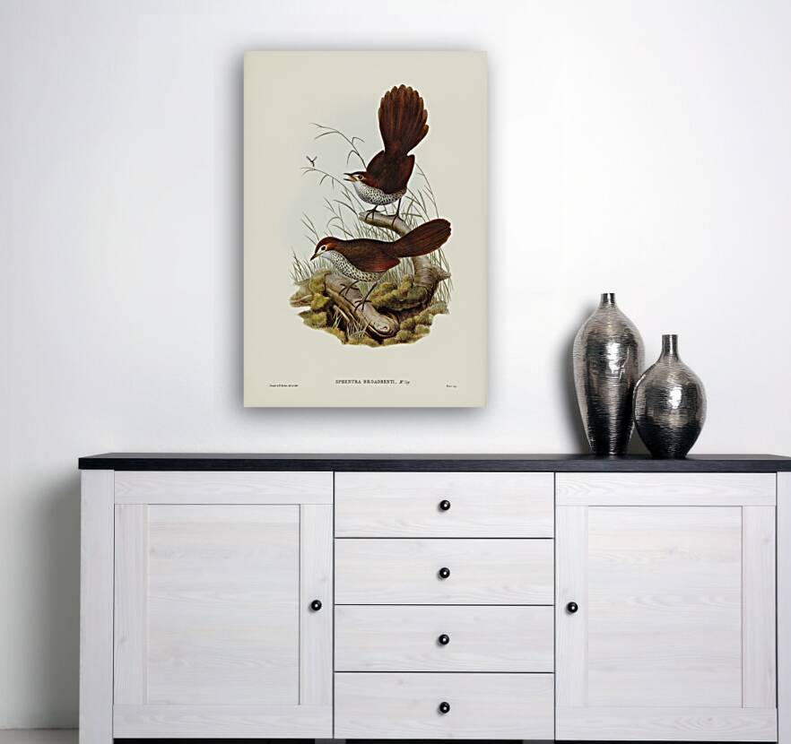 Rufous-headed Bristle-Bird Sphenura Broadbenti illustrated by Elizabeth Gould 1804–1841 for John Gould’s 1804-1881 Birds of Australia  Reproduction