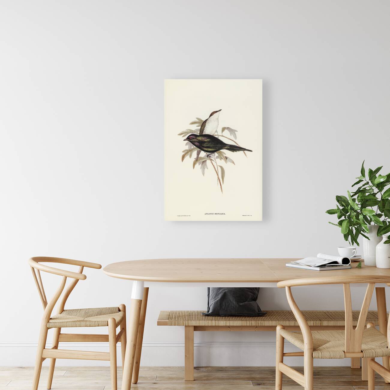 Shining starling Aplonis metallica illustrated by Elizabeth Gould 1804–1841 for John Gould’s 1804-1881 Birds of Australia  Reproduction