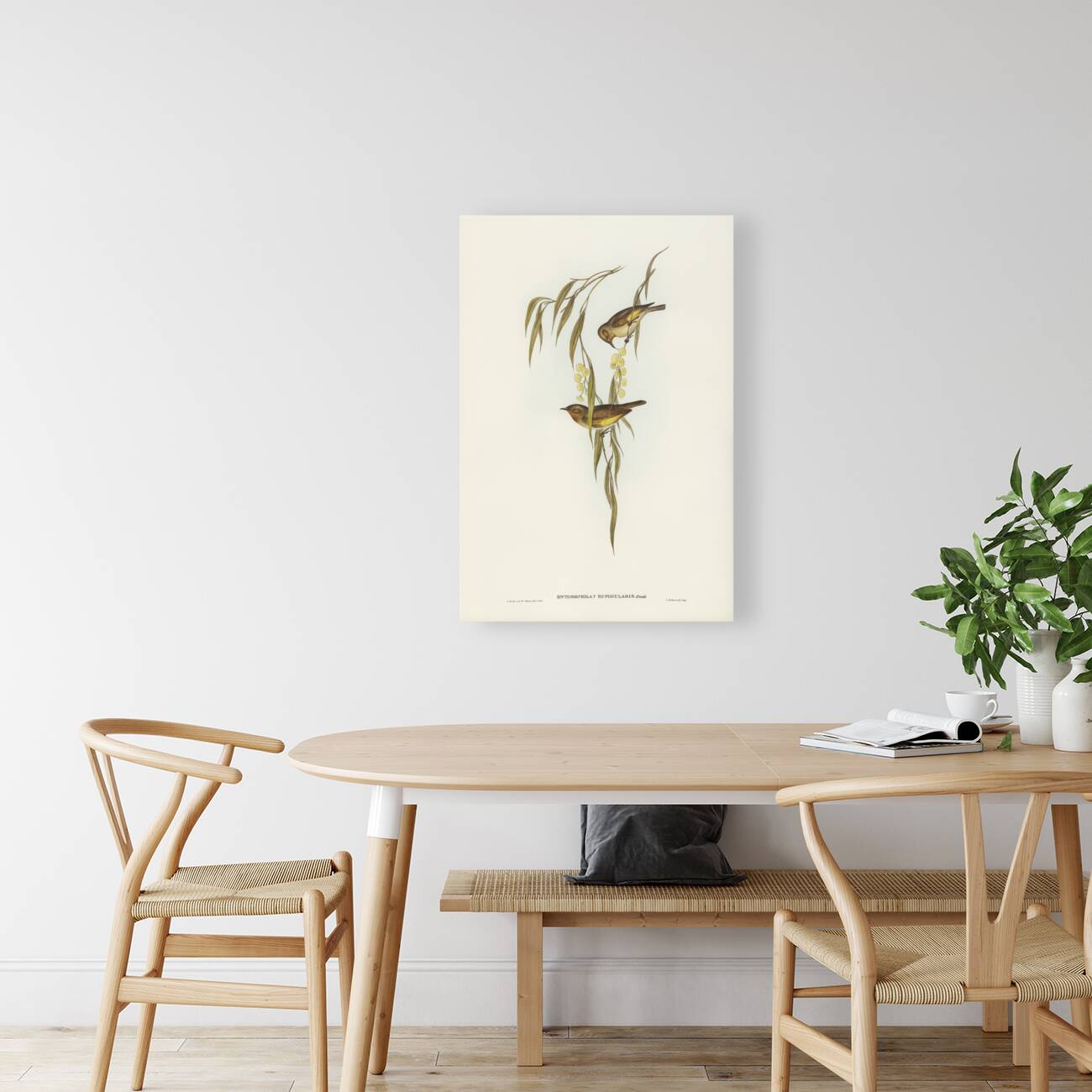 Red-throated Honey-eater Entomophila rufogularis illustrated by Elizabeth Gould 1804–1841 for John Gould’s 1804-1881 Birds of Australia  Reproduction