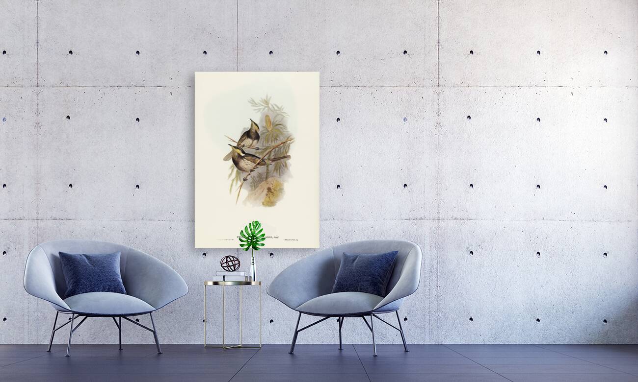 Fasciated Honey-eater Ptilotis fasciogularis illustrated by Elizabeth Gould 1804–1841 for John Gould’s 1804-1881 Birds of Australia  Reproduction