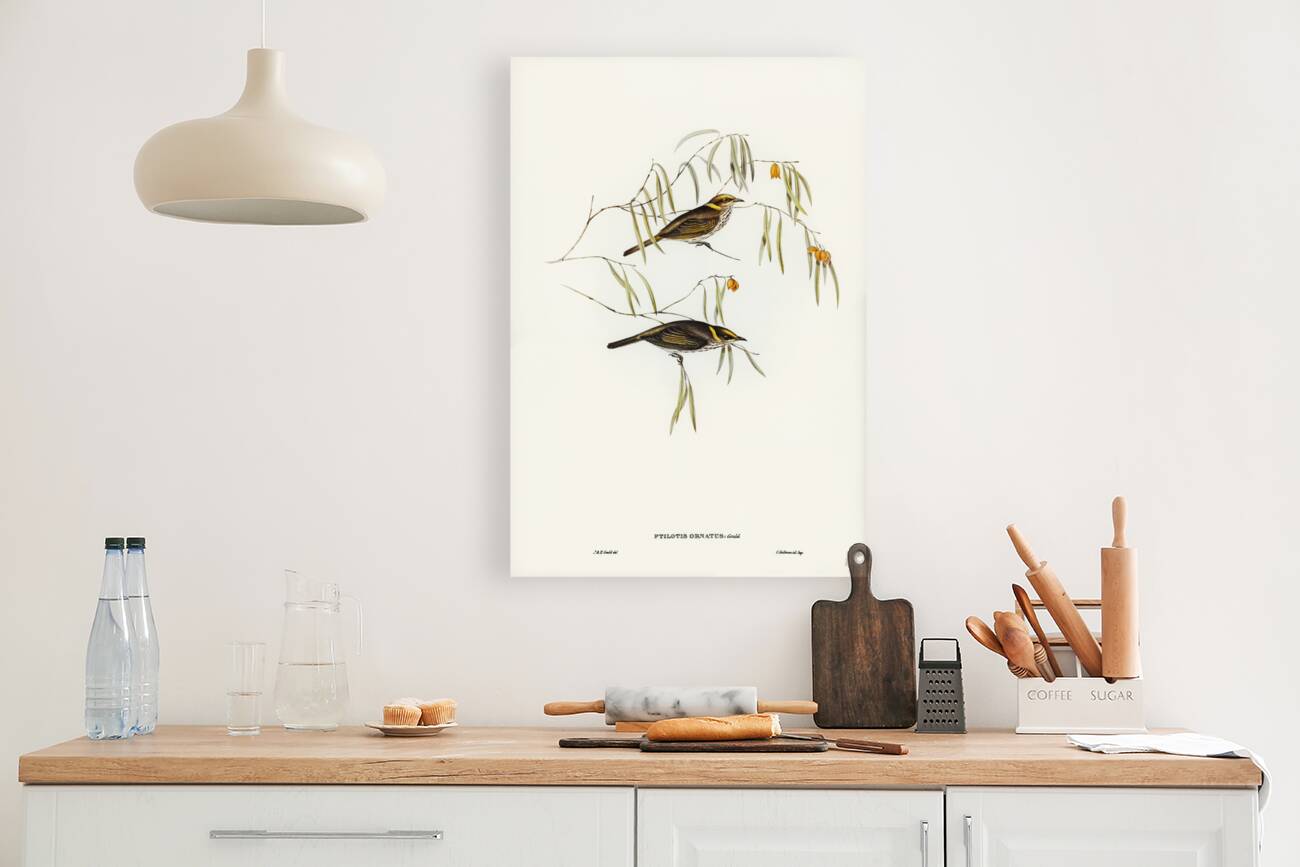 Graceful Honey-eater Ptilotis ornatus illustrated by Elizabeth Gould 1804–1841 for John Gould’s 1804-1881 Birds of Australia  Reproduction