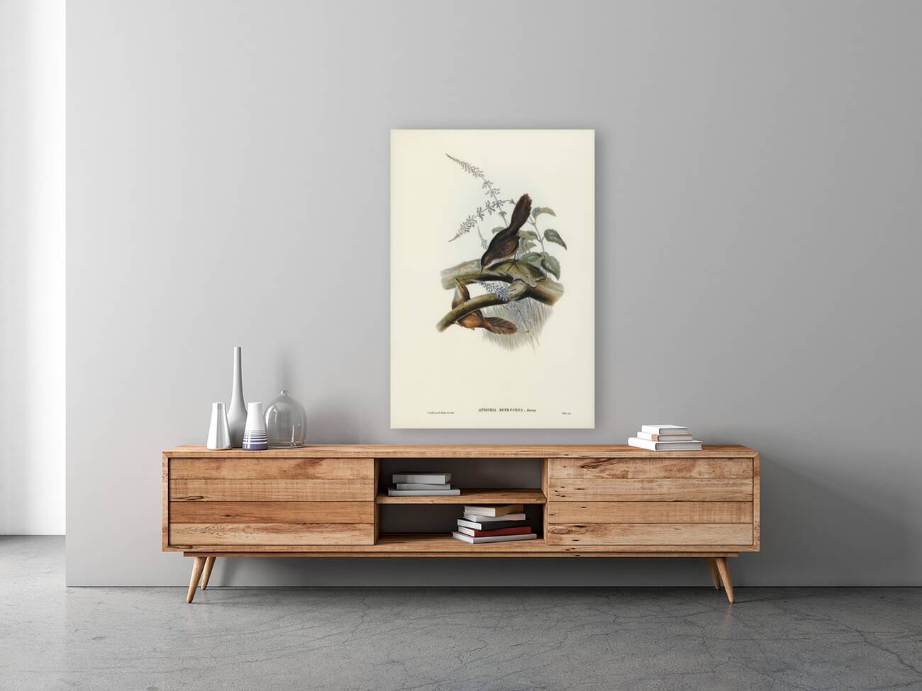 Rufescent Scrub-Bird Atrichia rufescens illustrated by Elizabeth Gould 1804–1841 for John Gould’s 1804-1881 Birds of Australia  Reproduction