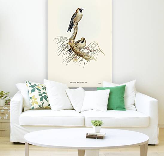 Black-faced Wood-Swallow Artamus melanops illustrated by Elizabeth Gould 1804–1841 for John Gould’s 1804-1881 Birds of Australia  Reproduction