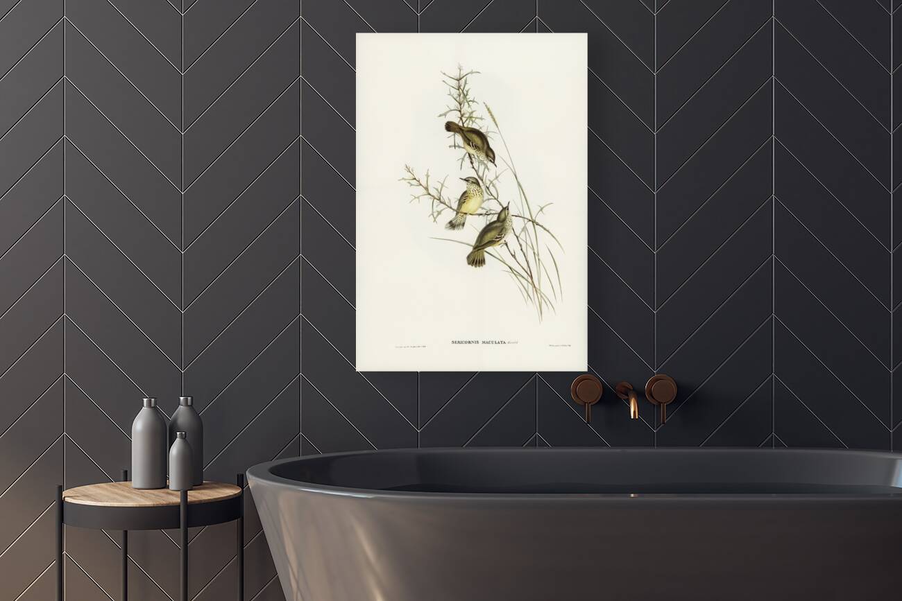 Spotted Sericornis Sericornis maculatus illustrated by Elizabeth Gould 1804–1841 for John Gould’s 1804-1881 Birds of Australia  Reproduction