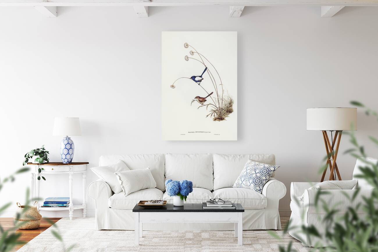 White-winged Wren Malurus leucopterus illustrated by Elizabeth Gould 1804–1841 for John Gould’s 1804-1881 Birds of Australia  Reproduction