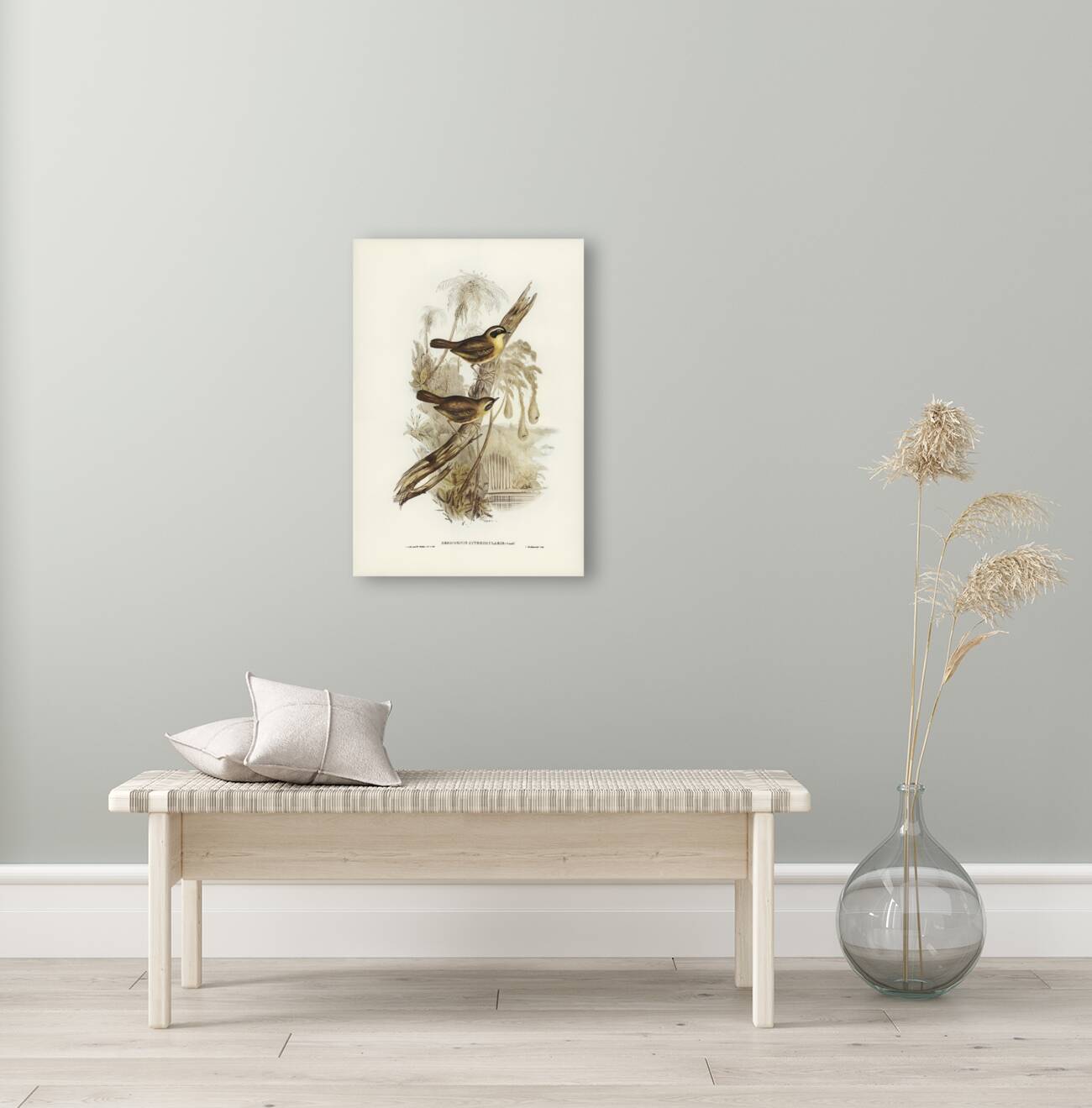 Yellow-throated Sericornis Sericornis citreogularis illustrated by Elizabeth Gould 1804–1841 for John Gould’s 1804-1881 Birds of Australia  Reproduction