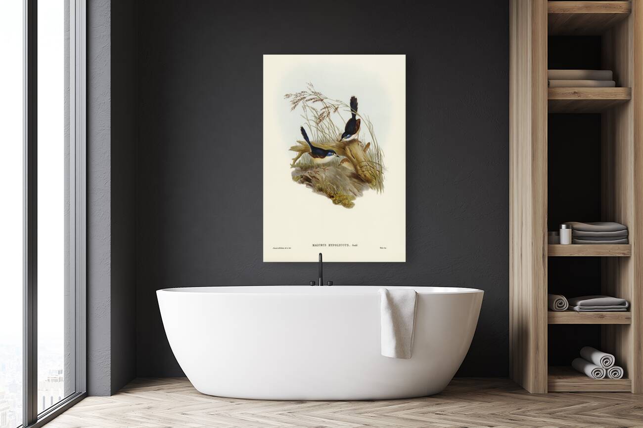 Fawn-breasted Superb Warbler Malurus hypoleucus illustrated by Elizabeth Gould 1804–1841 for John Gould’s 1804-1881 Birds of Australia  Reproduction