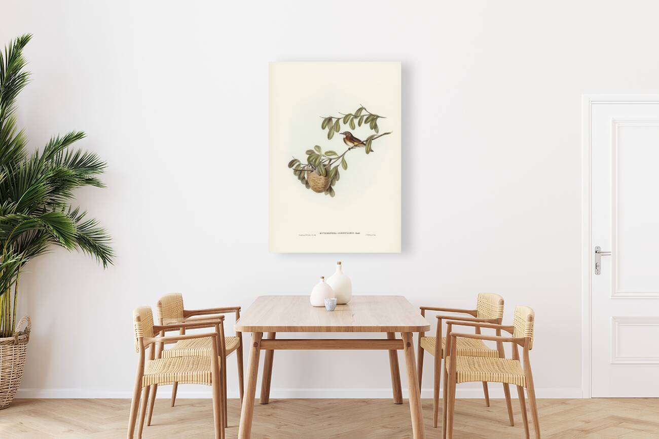 White-throated Honey-eater Entomophila albogularis illustrated by Elizabeth Gould 1804–1841 for John Gould’s 1804-1881 Birds of Australia  Reproduction