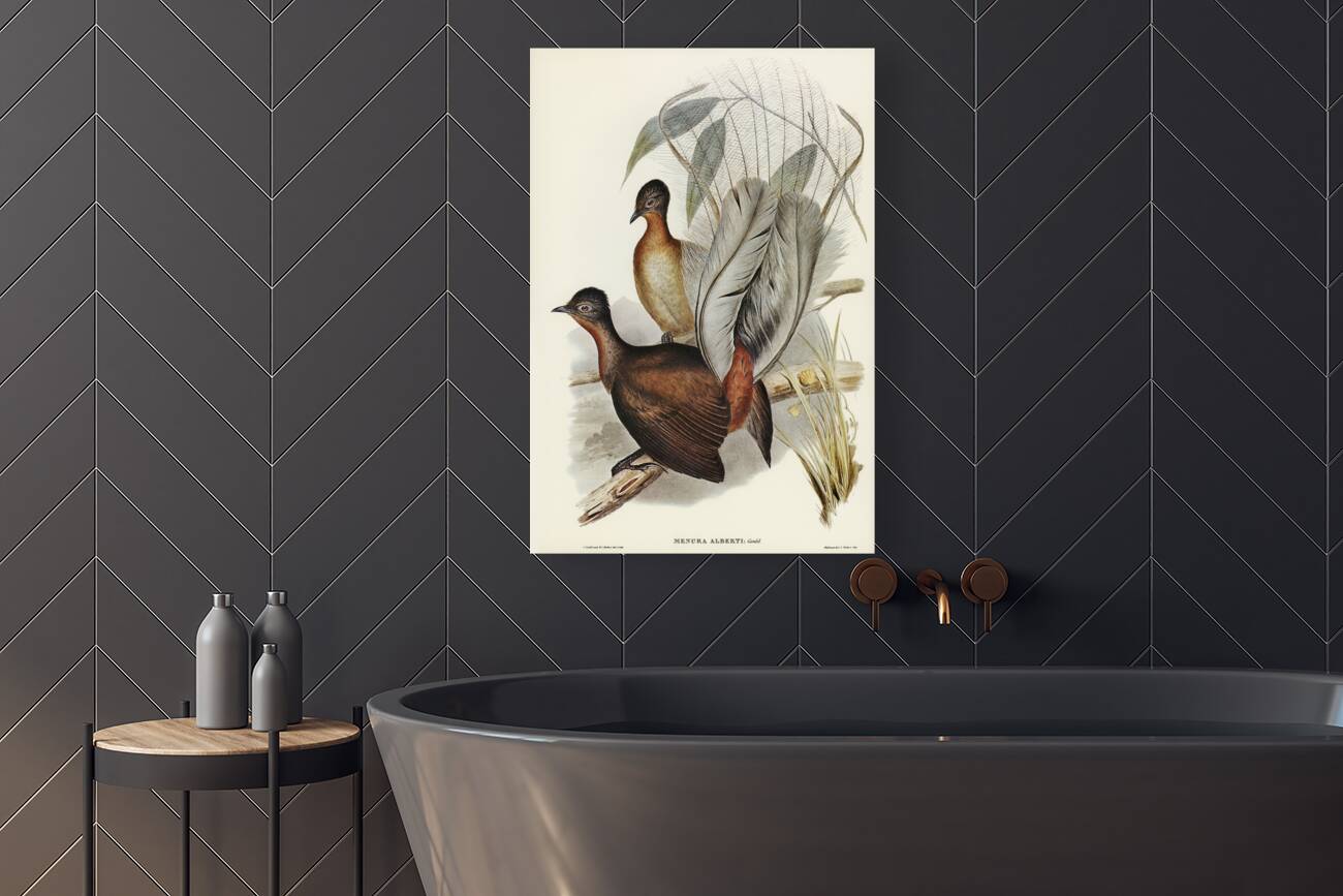 Albert Lyre-Bird Menura Alberti illustrated by Elizabeth Gould 1804–1841 for John Gould’s 1804-1881 Birds of Australia  Reproduction