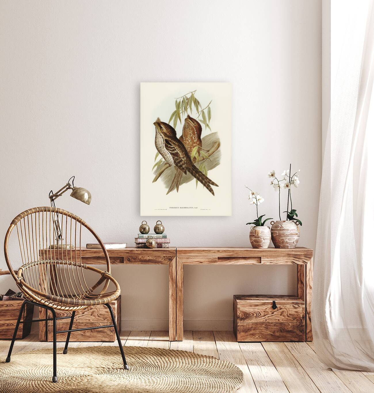 Marbled Podargus Podargus marmoratus illustrated by Elizabeth Gould 1804–1841 for John Gould’s 1804-1881 Birds of Australia  Reproduction