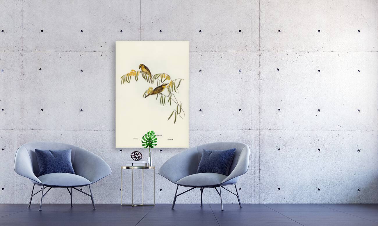 Plumed Honey-eater Ptilotis plumulus illustrated by Elizabeth Gould 1804–1841 for John Gould’s 1804-1881 Birds of Australia  Reproduction