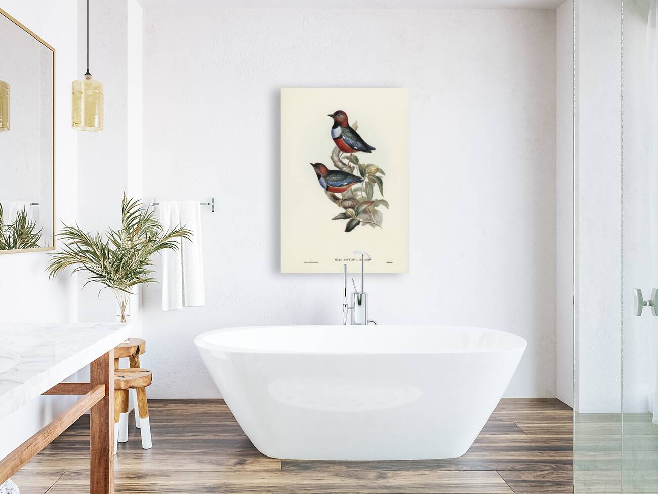 Macklot&39s Pitta Pitta Mackloti illustrated by Elizabeth Gould 1804–1841 for John Gould’s 1804-1881 Birds of Australia  Reproduction