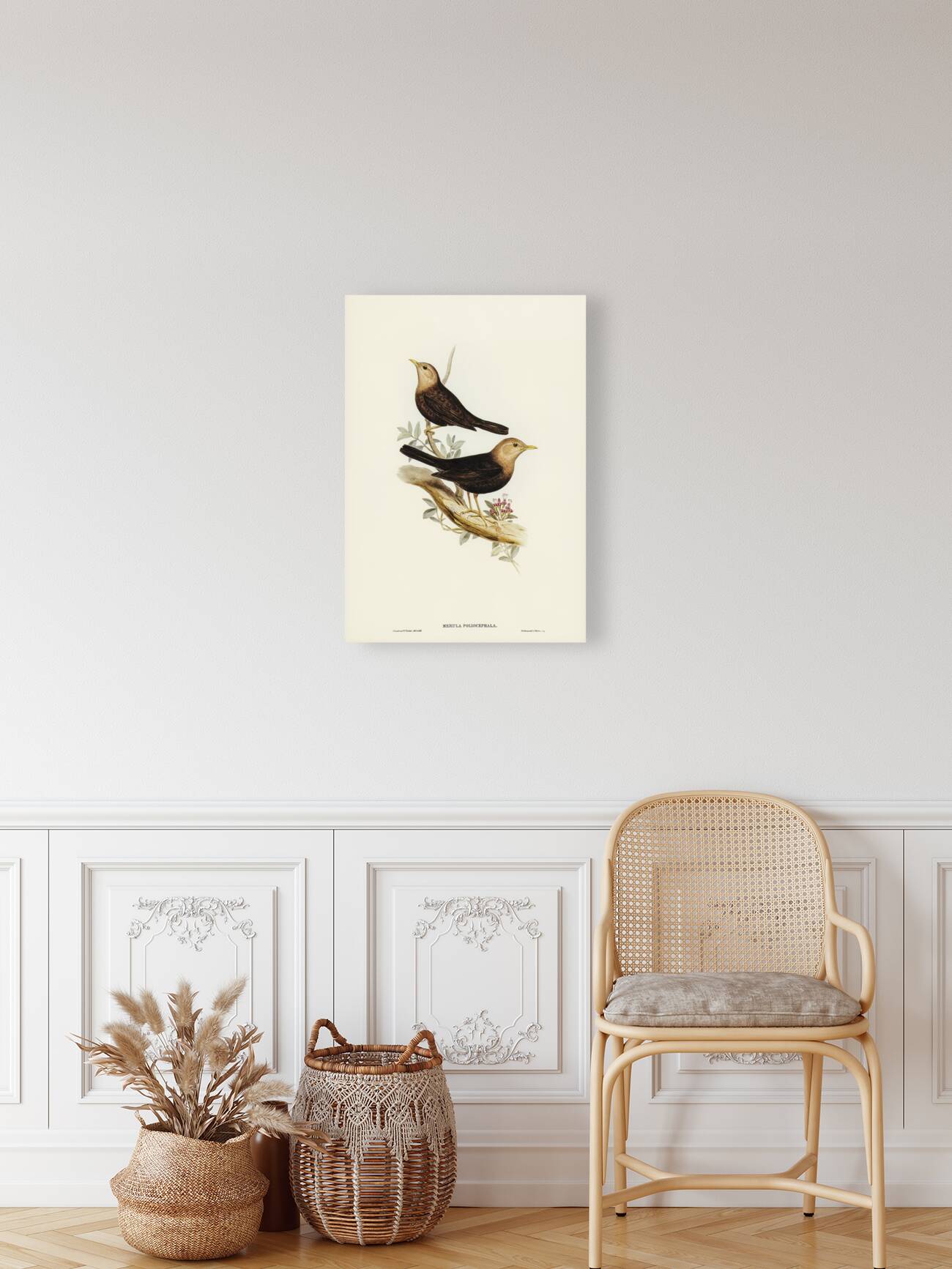 Grey-headed Blackbird Merula poliocephala illustrated by Elizabeth Gould 1804–1841 for John Gould’s 1804-1881 Birds of Australia  Reproduction