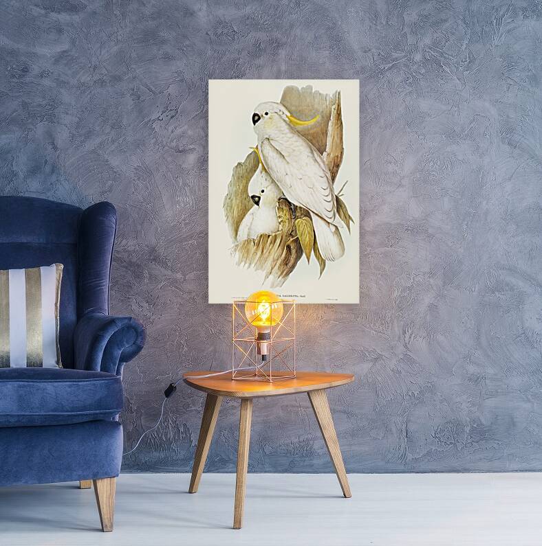 Crested Cockatoo Cacatua galerita illustrated by Elizabeth Gould 1804–1841 for John Gould’s 1804-1881 Birds of Australia  Reproduction