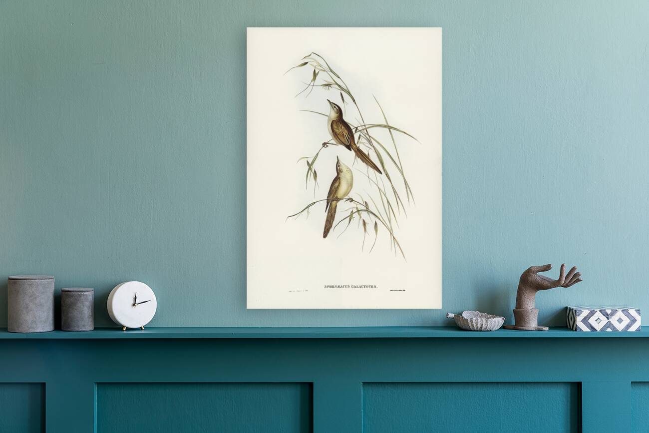 Crested Cockatoo Cacatua galerita illustrated by Elizabeth Gould 1804–1841 for John Gould’s 1804-1881 Birds of Australia  Reproduction