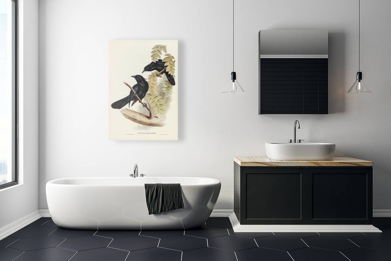 Keraudrens Crow-Shrike Manucodia Keraudreni illustrated by Elizabeth Gould 1804–1841 for John Gould’s 1804-1881 Birds of Australia  Reproduction