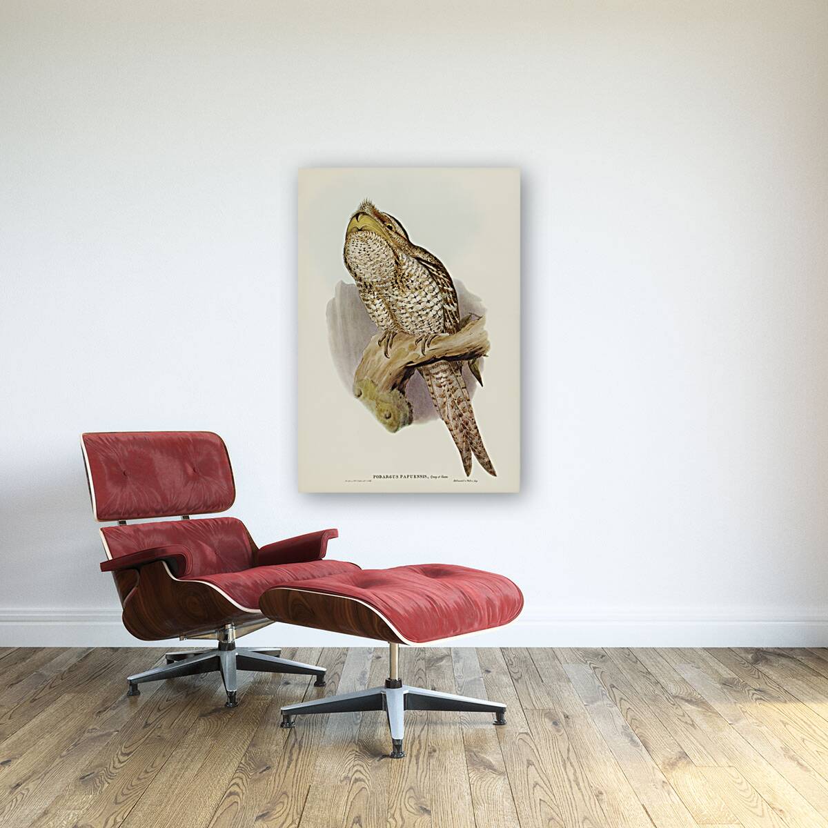 Papuan Podargus Podargus Papuensis illustrated by Elizabeth Gould 1804–1841 for John Gould’s 1804-1881 Birds of Australia  Reproduction