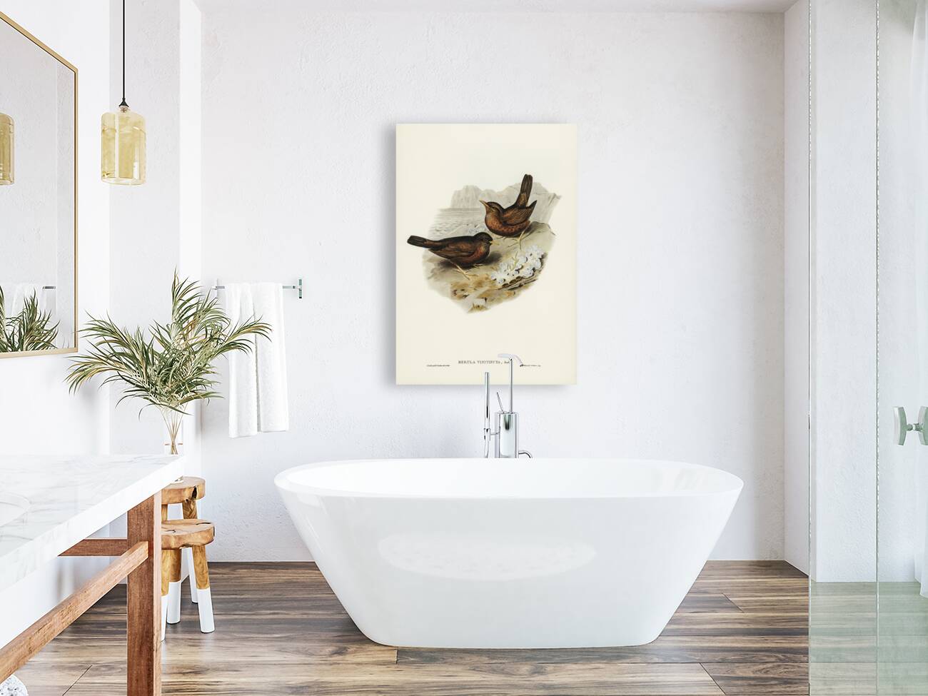 Vinous-tinted Blackbird Merula vinitincta illustrated by Elizabeth Gould 1804–1841 for John Gould’s 1804-1881 Birds of Australia  Reproduction