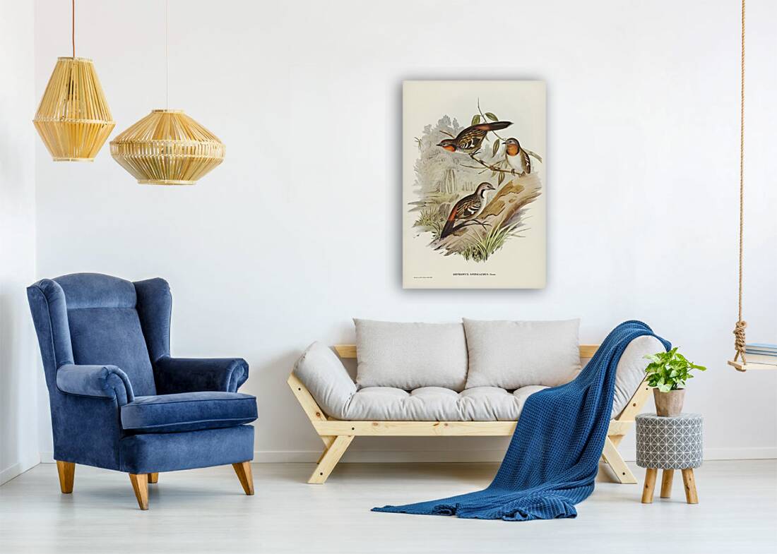 Spine-tailed Orthonyx Orthonyx spinicaudus illustrated by Elizabeth Gould 1804–1841 for John Gould’s 1804-1881 Birds of Australia  Reproduction