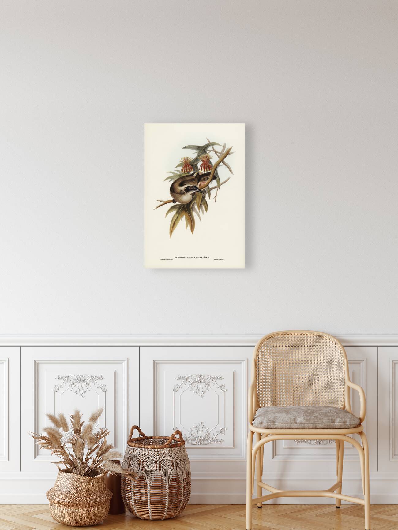 Helmeted Honey-eater Tropidorhynchus Buceroides illustrated by Elizabeth Gould 1804–1841 for John Gould’s 1804-1881 Birds of Australia  Reproduction