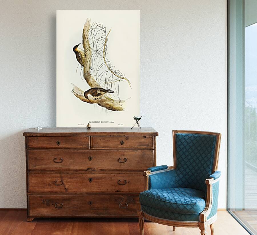 Robust Zosterops Zosterops strenuus illustrated by Elizabeth Gould 1804–1841 for John Gould’s 1804-1881 Birds of Australia  Reproduction