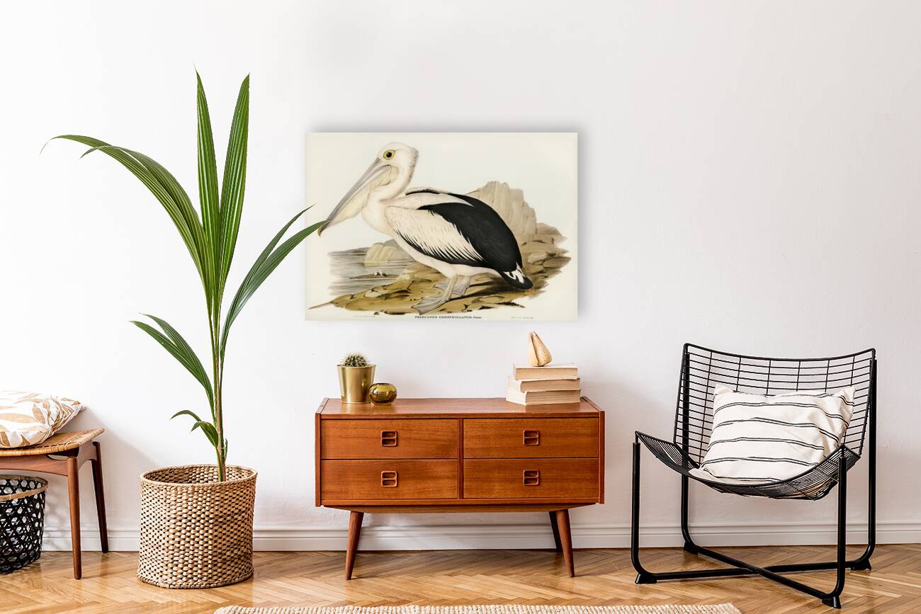 Australian Pelican Pelecanus conspicillatus illustrated by Elizabeth Gould 1804–1841 for John Gould’s 1804-1881 Birds of Australia  Reproduction