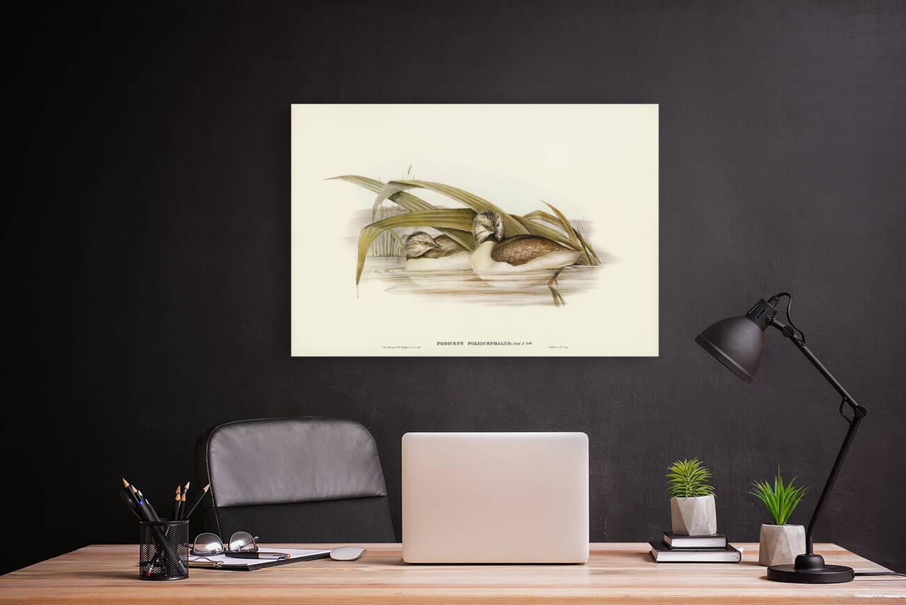 Hoary-headed Grebe Podiceps poliocephalus illustrated by Elizabeth Gould 1804–1841 for John Gould’s 1804-1881 Birds of Australia  Reproduction