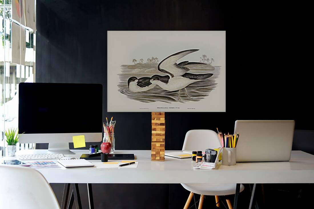 Cooks Petrel Procellaria Cookii illustrated by Elizabeth Gould 1804–1841 for John Gould’s 1804-1881 Birds of Australia  Reproduction