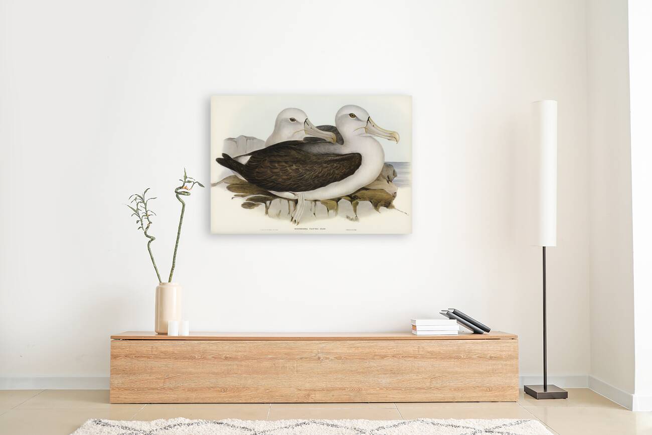 Cautious Albatros Diomedea cauta illustrated by Elizabeth Gould 1804–1841 for John Gould’s 1804-1881 Birds of Australia  Reproduction