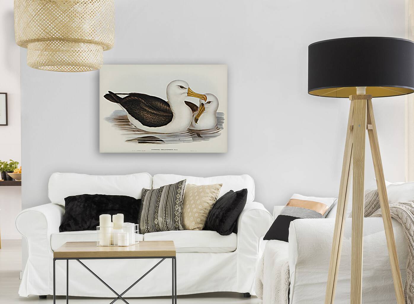 Black-eyebrowed Albatros Diomedea melanophrys illustrated by Elizabeth Gould 1804–1841 for John Gould’s 1804-1881 Birds of Australia  Reproduction