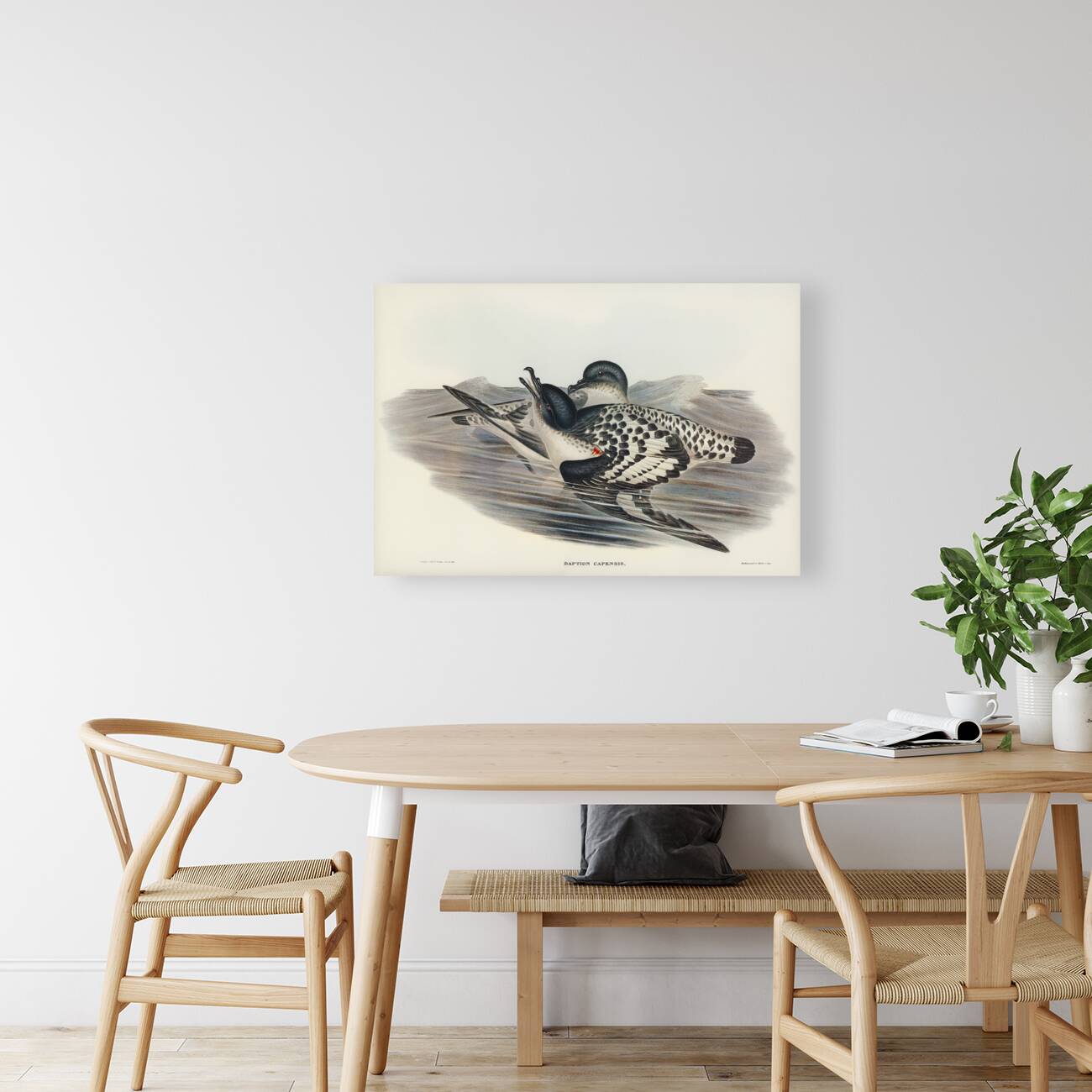 Cape Petrel Daption Capensis illustrated by Elizabeth Gould 1804–1841 for John Gould’s 1804-1881 Birds of Australia  Reproduction