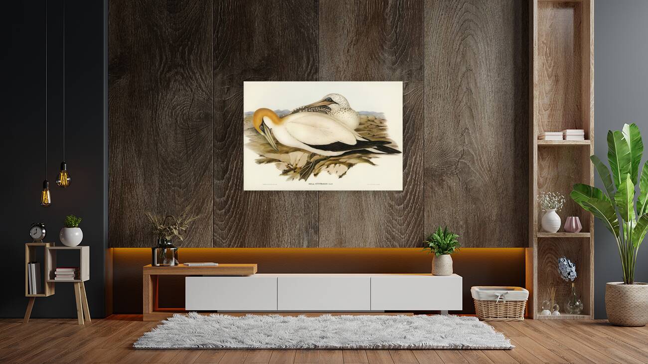 Australian Gannet Sula Australis illustrated by Elizabeth Gould 1804–1841 for John Gould’s 1804-1881 Birds of Australia  Reproduction